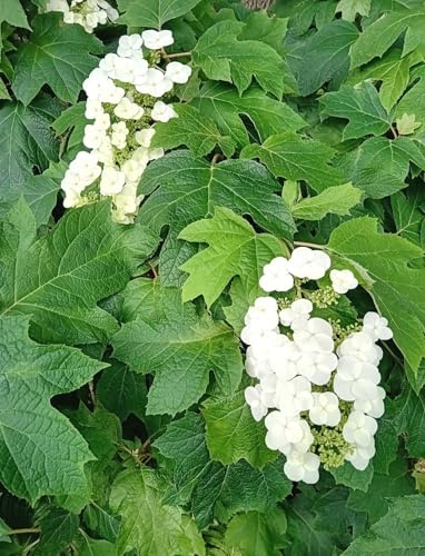 Hortensie Hydrangea quercifolia Snowflake Eichenblatthortensie 40-60 cm