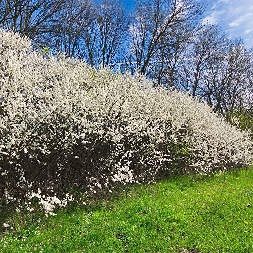 Thompson & Morgan Hedging Blackthorn Hardy Garden Plants, Ideal for Security Hedging and Foraging, Producing Berries in Autumn, 1x Blackthorn (Sloe) Hedging Bare Root Plants (1)