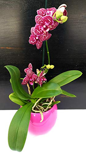 POWERS TO FLOWERS - PHALAENOPSIS SPECIAL COLOR IN VASO CERAMICA FUCSIA SFERICO, pianta vera