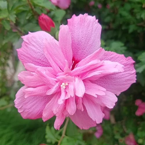 hibiskussamen, garten winterhart balkon 600pcs