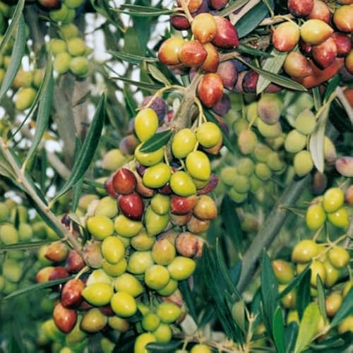 Pianta di ulivo, olea europea, pianta da olio o ornamentale, h130-150cm, età 2 anni (Arbosana)