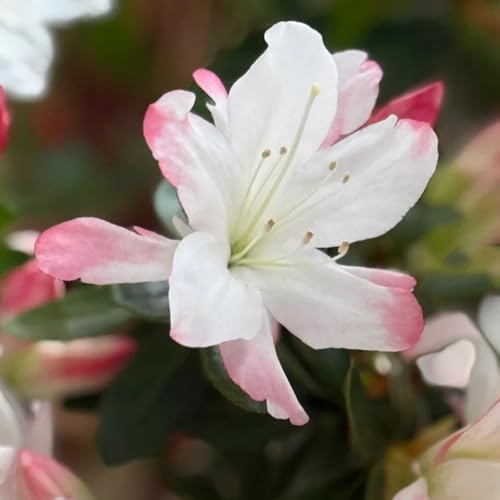Semillas de azalea, para lugares soleados Rododendro, raras de jardín de rocas resistentes de arbustos de exterior 35pcs