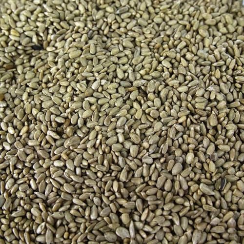 SQUAWK Graines de tournesol - Graines de boulangerie de qualité supérieure sans déchets pour oiseaux sauvages (10L)