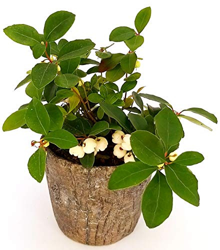 GAULTHERIA BIANCA IN VASO CERAMICA EFFETTO CORTECCIA, pianta vera