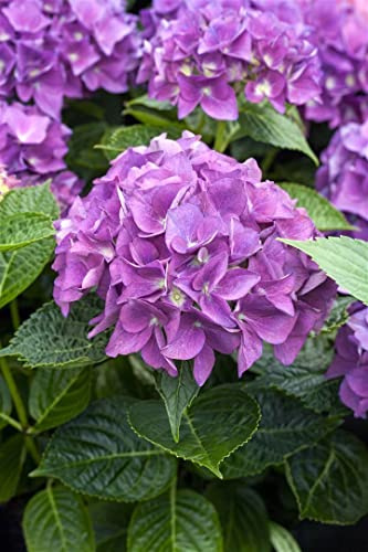 Bauernhortensie Hydrangea macrophylla Hobergine 30-40 cm winterhart