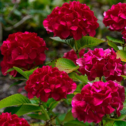 GardenersDream Hortensie Wim's Red - Farbwechselnde Rispenhortensie Winterhart - Schneeball Pflanze Weiß-Rosa-Rot - Garten Blumen mit Spektakulärem Farbspiel