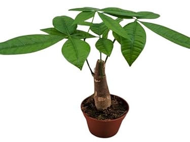 Pachira Aquatica - Geldbaum ca. 30 cm hoch, für ein grünes Zuhause
