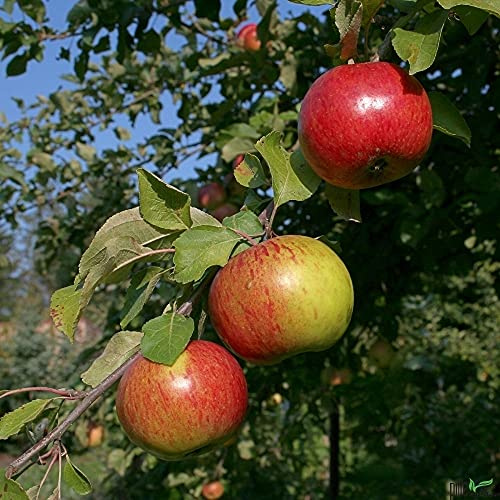 Obstbaum Apfelbaum Busch kleinbleibend 2-jährige Pflanzen (Gravensteiner Herbstapfel)