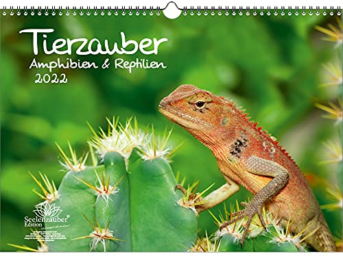 Animal Magic Amfibier Och Reptiler Din A3 Kalender För 2022 - Själsmagi