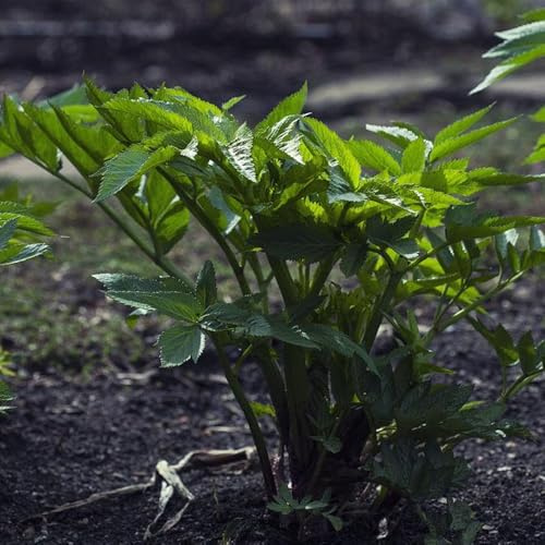 Semillas de apio orgánico, perennes de apio resistente, balcón de la cama, jardín 200pcs