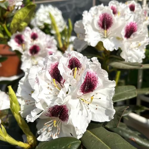 Semi di rododendro e azalea - arbusti fioriti, resistenti resistenti per giardini rocciosi raro serre da balcone arbusti ornamentali semi di selvatici 30pcs