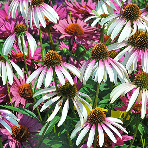 Echinacea hübsche Sonnenschirme Sonnenhut krautige mehrjährige farbenfrohe Gartengehölze