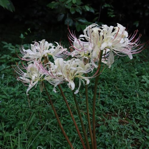 bulbi di giglio di ragno, da balcone amica bulbi Lycoris radiata, da balcone con bulbi da esotiche resistenti 8pcs