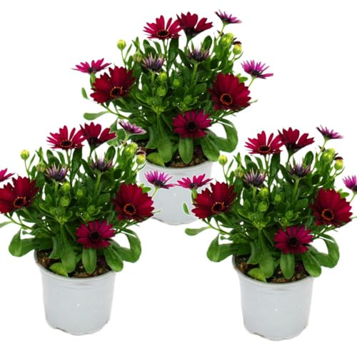 Kapkörbchen - Osteospermum ecklonis - 11cm Topf - Set mit 3 Pflanzen - lila