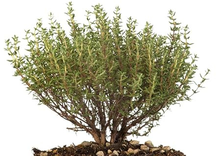 Tomillo Natural Planta de Exterior con Flores