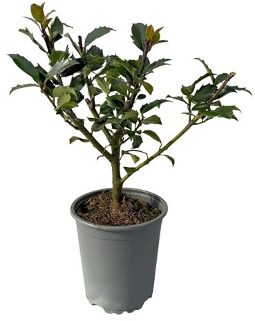 GreenboutiQ - Plantes de haie - Ilex Blue maid - feuillage vert - 8 plantes - 1 mètre linéaire - persistant - pot 9cm hauteur 25-30cm