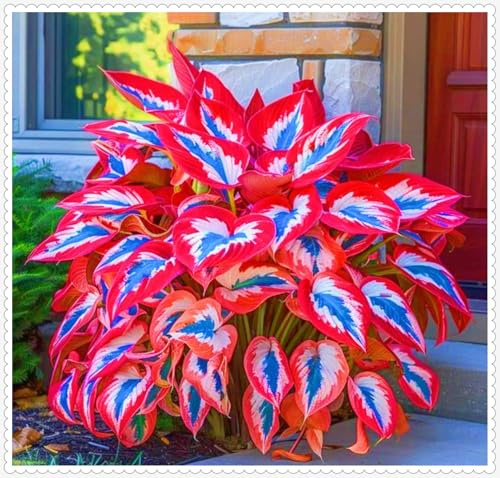 Hosta - Tollerante all'ombra/resistente al freddo/facile da coltivare/perenne, ideale per giardini e balconi/perfetta per i principianti-4Rizomi-A