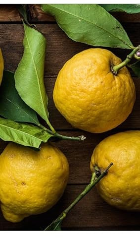 Pianta di Limone Pane 20 (Innesto Basso)