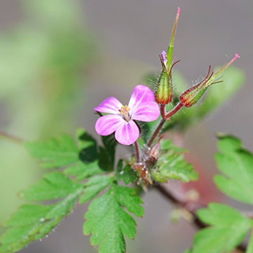 Frozen Seed Capsules - Herb Robert (Geranium robertianum) - Grow Now or Store for Future Planting - Capsule of 10 Seeds