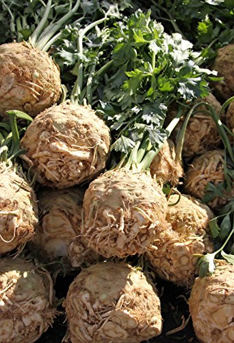 Seedeo® Knollensellerie „Wiener Riesen“ (Apium graveolens var.) ca.200 Samen BIO