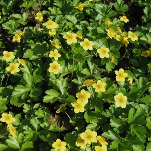 6x Waldsteinia – Waldsteinia ternata – Godet 9x9 cm | Vivace couvre-sol, feuillage persistant, fleurs jaunes printanières