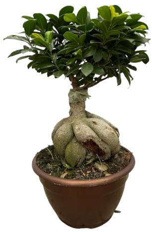 Trendyplants - Ficus Microcarpa Ginseng - Bonsai - Zimmerpflanze - Höhe 40-60 cm - Topfgröße Ø25cm
