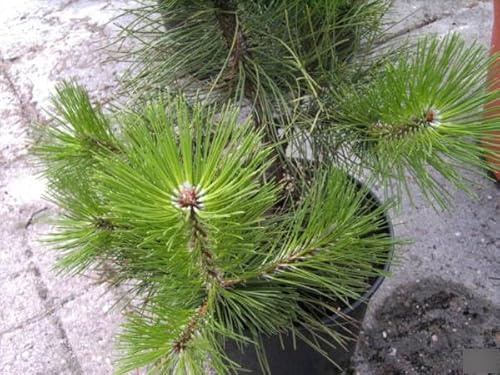 Pinus halepensis - Aleppo-Kiefer - 30-40cm