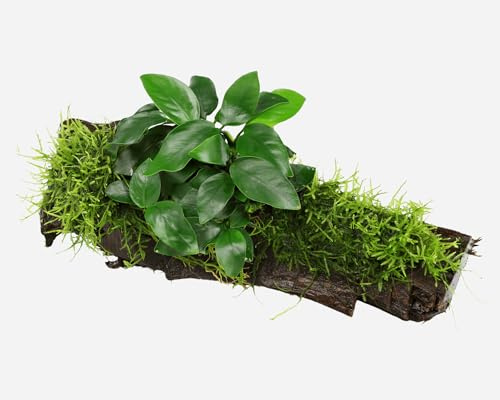 Garnelio NatureHolic Aquarium Pflanzen Deko | Bepflanzte Aquariumwurzel mit Christmasmoos & Anubias | Natürliche Aquariendekoration für Aquascaping & Garnelenbecken | Wurzel mit Moos & Pflanze