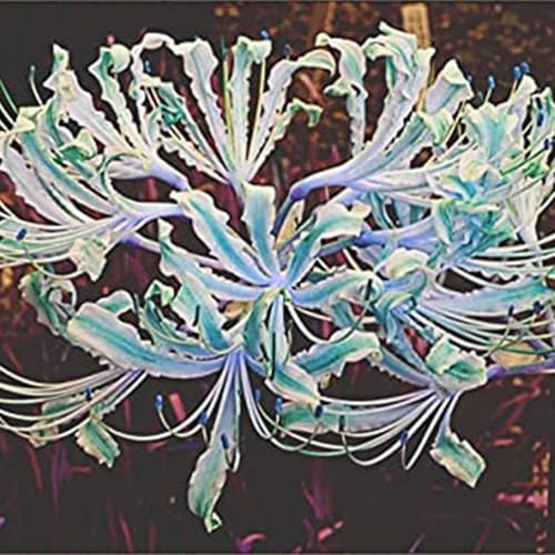 Bulbi di Lycoris/misto/bulbi di giglio ragno rosso selezionati/tolleranti al freddo e alla siccità/adatti per la decorazione di giardini e balconi【NVNJHJN】-5 bulbi-E
