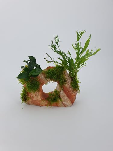 Garnelenbäumchen Rainbow 1 Loch Gestein ca. 17x12 cm mit echtem Farn,Anubias uns Moos bepflanzt
