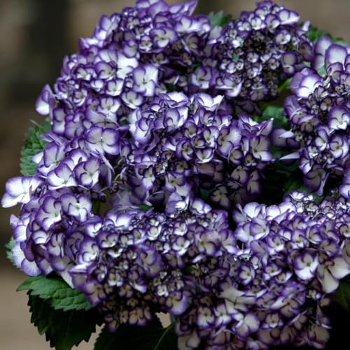50 piezas semillas de hortensias - de interior exóticas, balcón resistentes al invierno, semillas la decoración resistentes