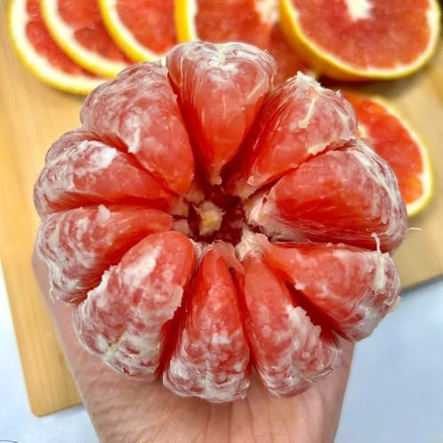 orangenbaumsamen, seltene zitrus gewächshaus balkon bio exotische frisches 120pcs
