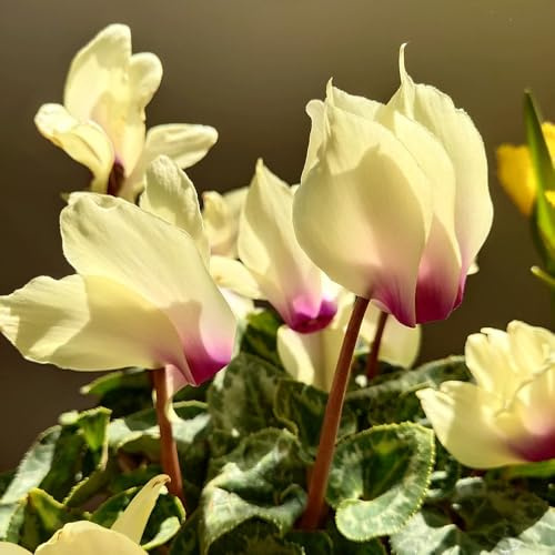 alpenveilchen freiland - cyclamen - balkon blumenwiese alpenveilchen zierblumen blumendeko, schattenpflanzen blumensamen mehrjährig winterhart gartendeko 450samen