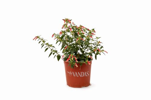 VANDAS Cuphea Ignea – Fiore del Sigaro | Arbusto Sempreverde Tropicale | Fioritura Rosso Arancio | Ideale per Aiuole | Made in Italy