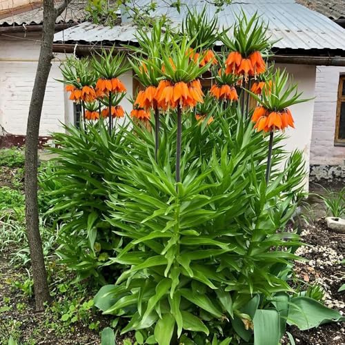 imperiale coronata balcone giardino 4bulbi
