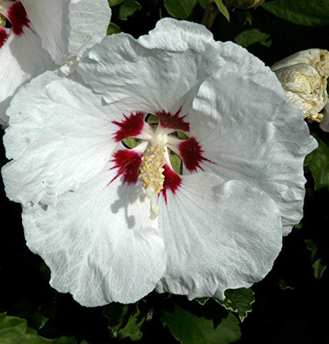 Hochstamm Rosen Eibisch Red Heart 40-60cm - Hibiscus - lebende Gartenpflanze aus den Baumschulen