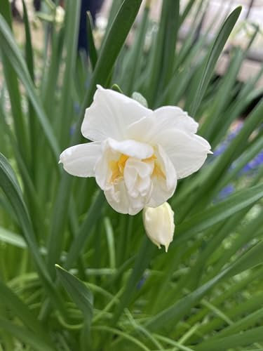 20 Bulbs of Daffodil 'The Bride' (Narcissus) Includes Postage