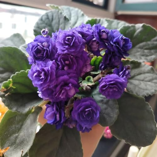 semi di violetta africana, balcone vecchie varietà esterno resistenti al 900pcs