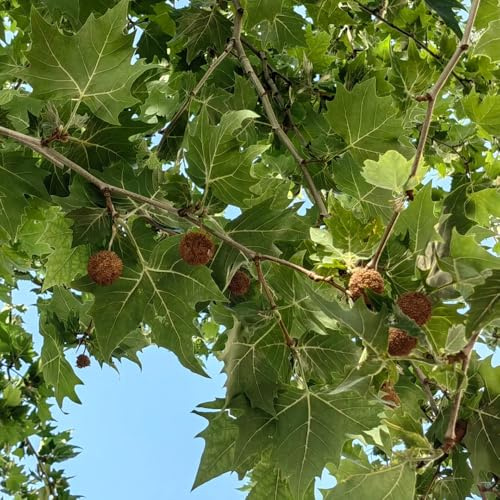 Plátano - Platanus acerifolia - decoración de sala de estar Jardín semillas exóticos en macetas resistentes comprars interior balcón hoja perenne 200semillas