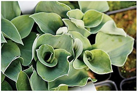 Hosta Ruffled Mouse Ears
