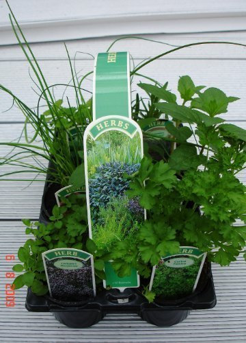 6 Pack of 9cm Mixed Herbs Plants Ready to Plant Out - 6 Varieties Per Pack