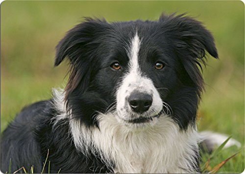 Nanyuk +++ Border Collie - SCHNEIDEBRETT Dekoteller Glasbrett Dekoglas - BOC 02