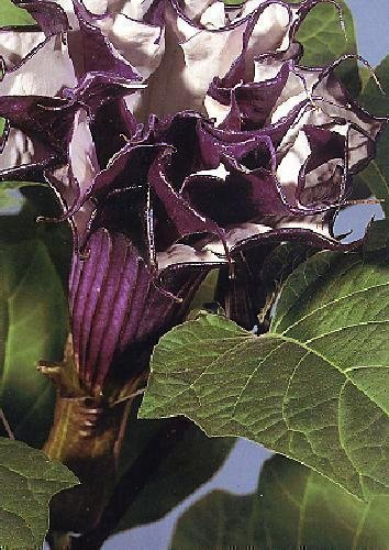Tropica Tromba del diavolo (Datura metel viola) 12 semi