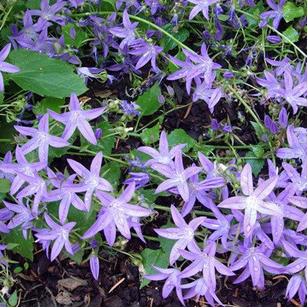 Plant World Seeds - Campanula Poscharskyana Seeds (Perennial Flower Seeds)
