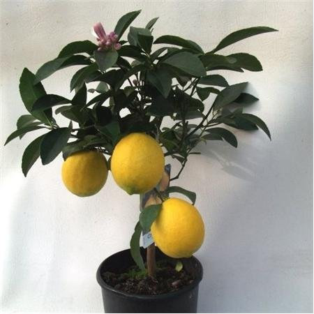 Cross Common Nursery Citrus Lemon Meyer 60cm Standard