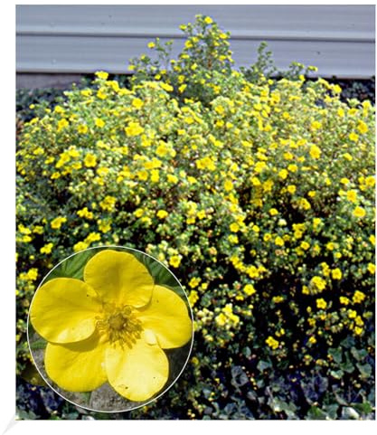 BALDUR Garten 1x Fingerstrauch 'Goldfinger' Fingerkraut, Pflanze im 9x9 cm-Topf, Potentilla fruticosa, kompakter Wuchs, winterhart, für Standort in der Sonne geeignet, blühend