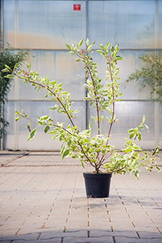 Cornus alba 'Elegantissima' 60–100 cm – Winterhart, Mehrjährig, Pflegeleicht – Weißbunter Hartriegel – Heckenpflanze für Garten & Sichtschutz