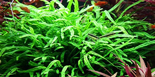 Aqua Plants Various Species of Java Fern - Microsorum pteropus x5