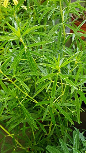 Choisya ternata 'Aztec Pearl' / Oranger du Mexique/Conteneur de 3 à 4 litres