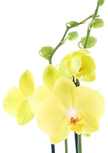 Orquídea Phalaenopsis Natural Planta Exótica para Decorar tu Oficina